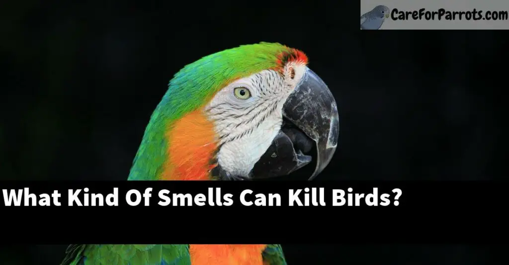 What Kind Of Smells Can Kill Birds? Care For Parrots