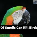 What Kind Of Smells Can Kill Birds?