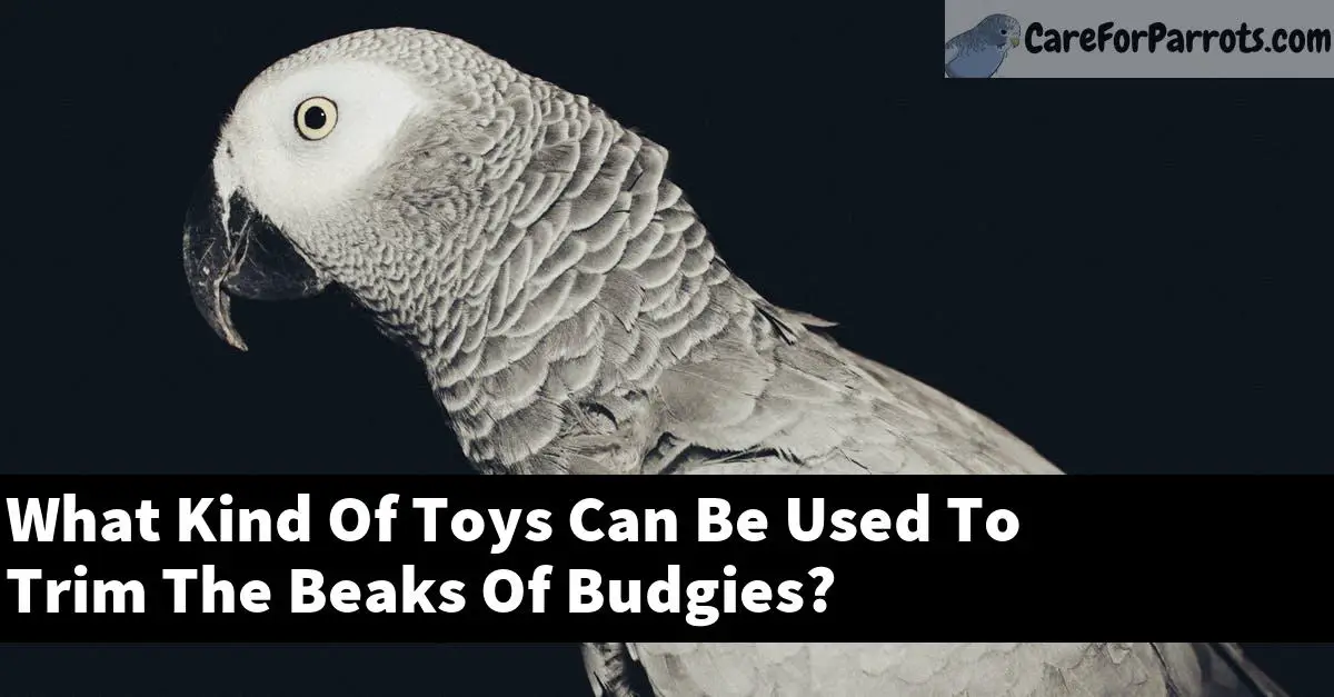 What Kind Of Toys Can Be Used To Trim The Beaks Of Budgies?