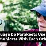 What Language Do Parakeets Use When They Communicate With Each Other?