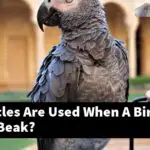 What Muscles Are Used When A Bird Opens Its Beak?