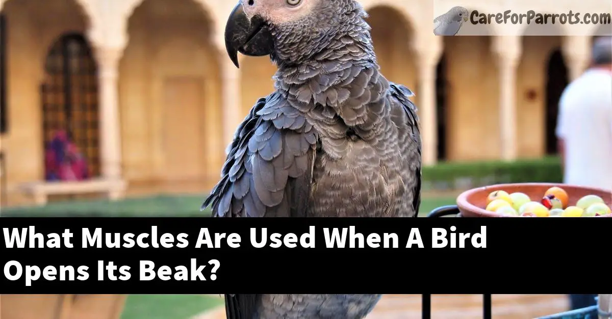 What Muscles Are Used When A Bird Opens Its Beak?