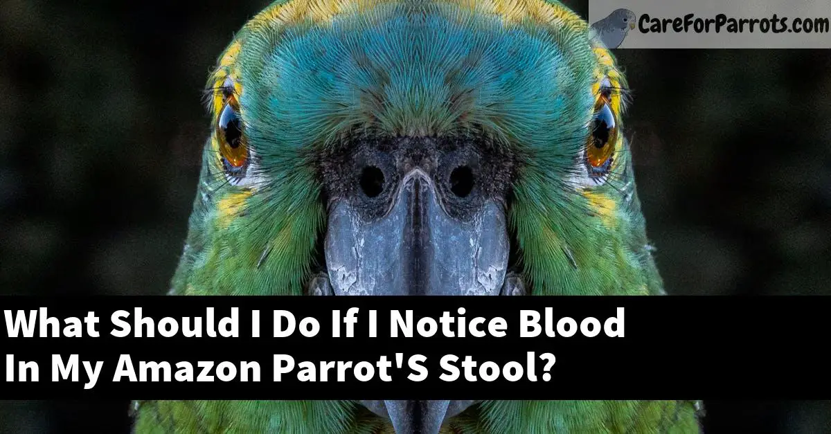 What Should I Do If I Notice Blood In My Amazon Parrot'S Stool?