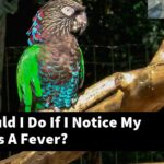 What Should I Do If I Notice My Macaw Has A Fever?