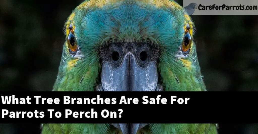 what-tree-branches-are-safe-for-parrots-to-perch-on-care-for-parrots