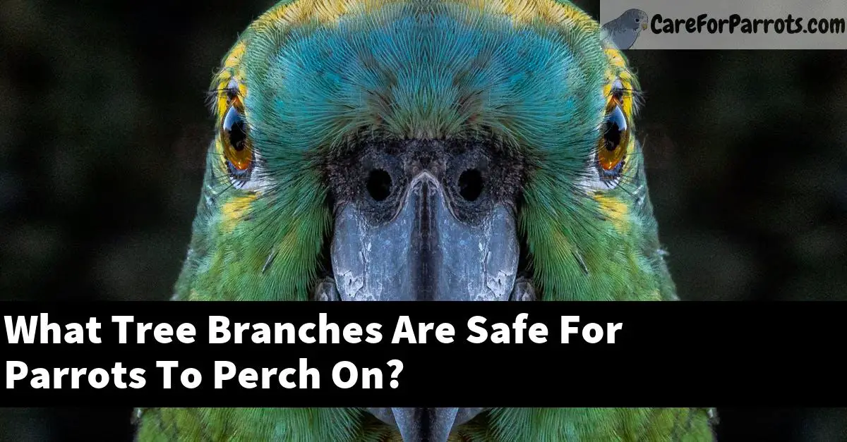 What Tree Branches Are Safe For Parrots To Perch On?