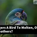 What Triggers A Bird To Molten, Or Shed Its Feathers?