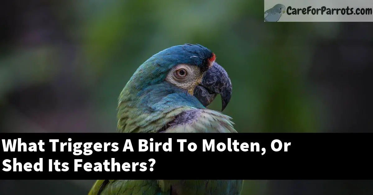 What Triggers A Bird To Molten, Or Shed Its Feathers?