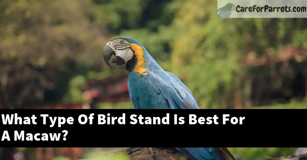 What Type Of Bird Stand Is Best For A Macaw?