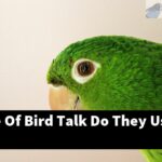 What Type Of Bird Talk Do They Use?