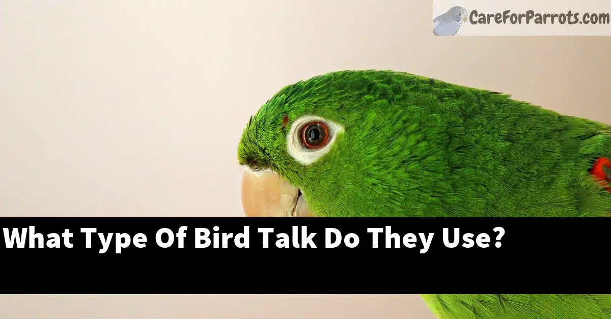 What Type Of Bird Talk Do They Use?
