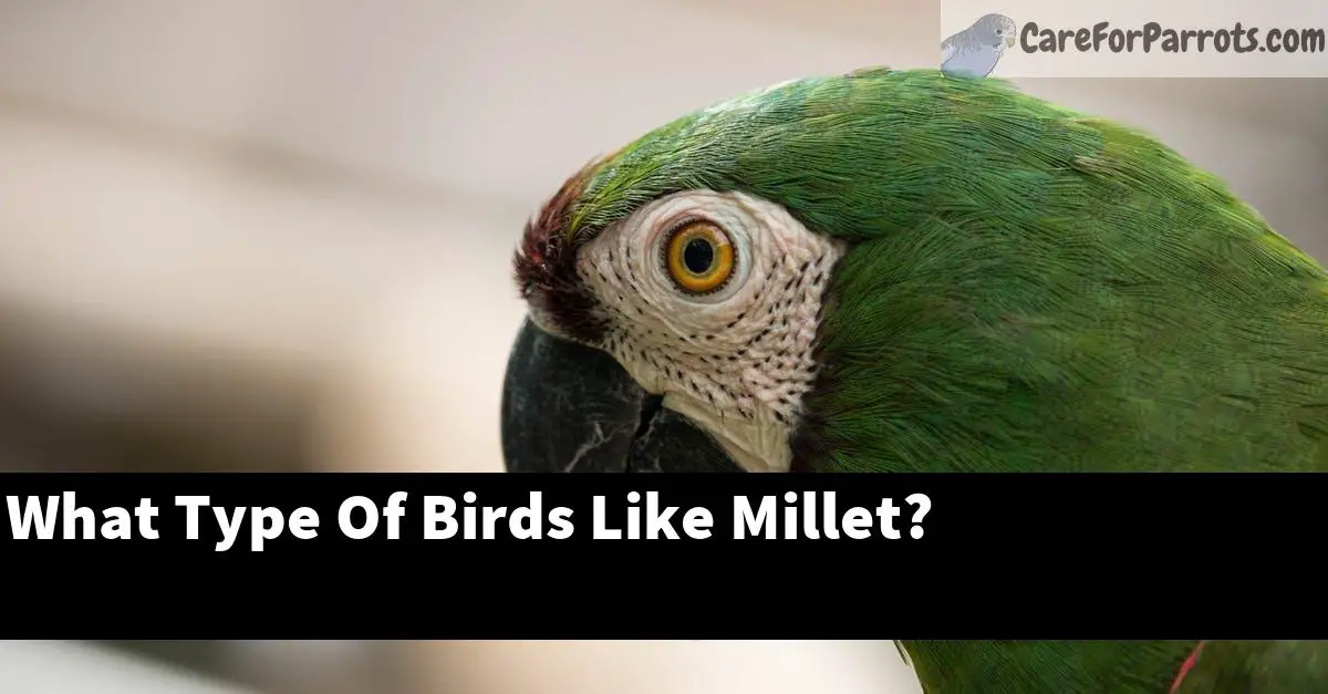 What Type Of Birds Like Millet?