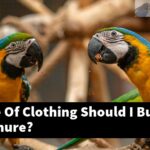 What Type Of Clothing Should I Buy For My Conure?
