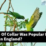 What Type Of Collar Was Popular In Elizabethan England?