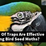 What Type Of Traps Are Effective For Catching Bird Seed Moths?