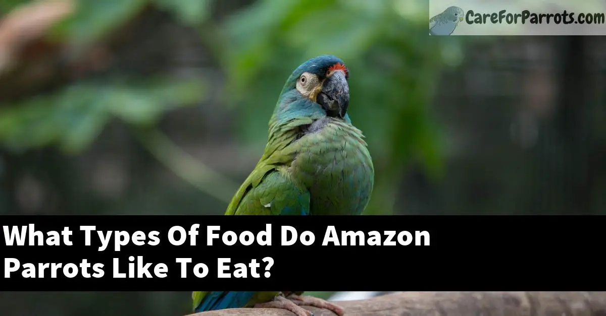 What Types Of Food Do Amazon Parrots Like To Eat?