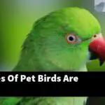 What Types Of Pet Birds Are Available?