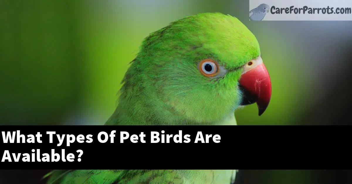 What Types Of Pet Birds Are Available?