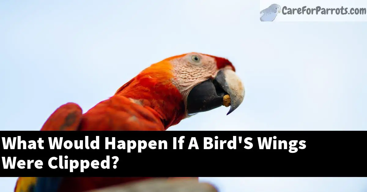 What Would Happen If A Bird'S Wings Were Clipped?