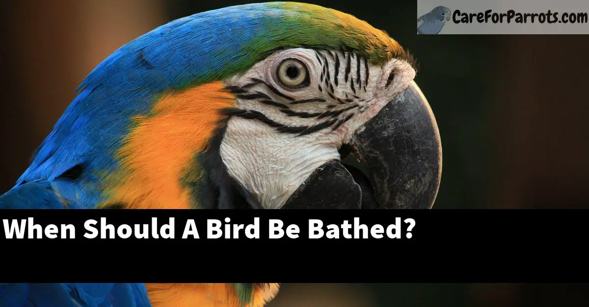When Should A Bird Be Bathed?