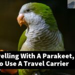 When Travelling With A Parakeet, Is It Better To Use A Travel Carrier Or A Cage?