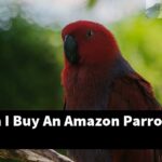 Where Can I Buy An Amazon Parrot?