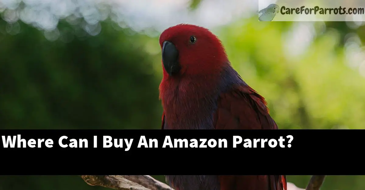 Where Can I Buy An Amazon Parrot?