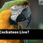 Where Do Cockatoos Live?