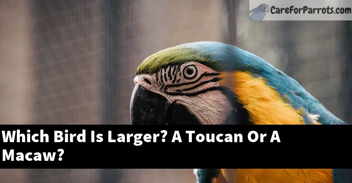 Which Bird Is Larger? A Toucan Or A Macaw?