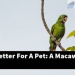 Which Is Better For A Pet: A Macaw Or A Cat?