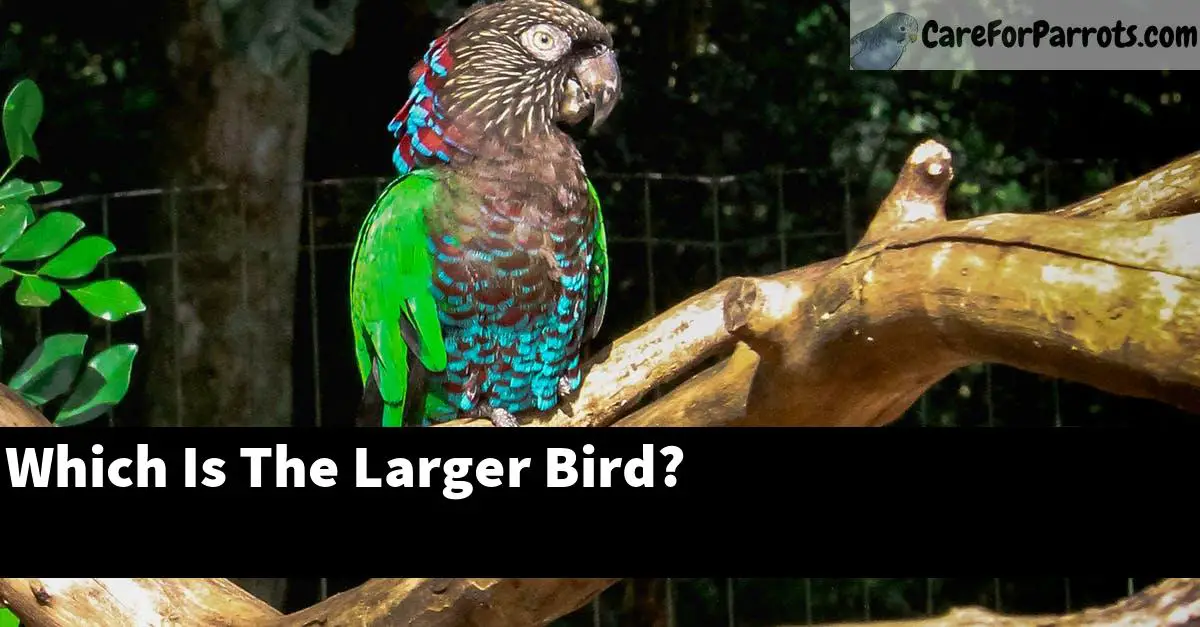 Which Is The Larger Bird?