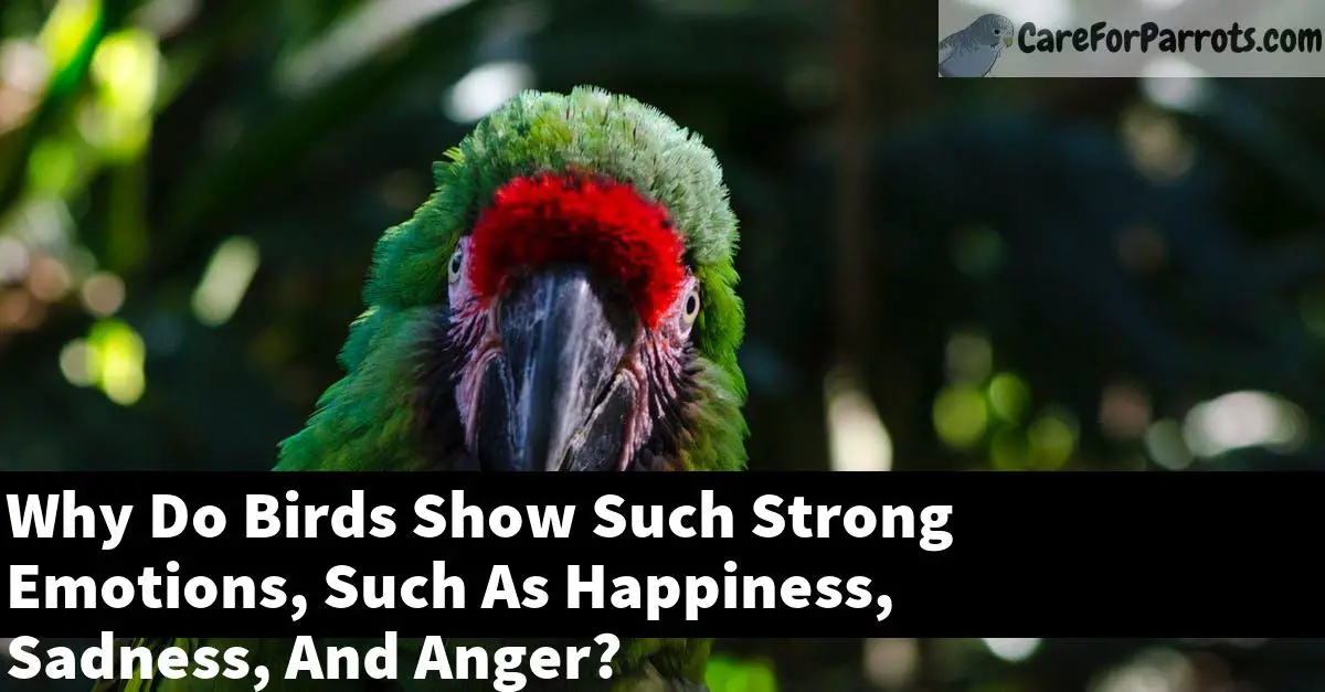 Why Do Birds Show Such Strong Emotions, Such As Happiness, Sadness, And Anger?