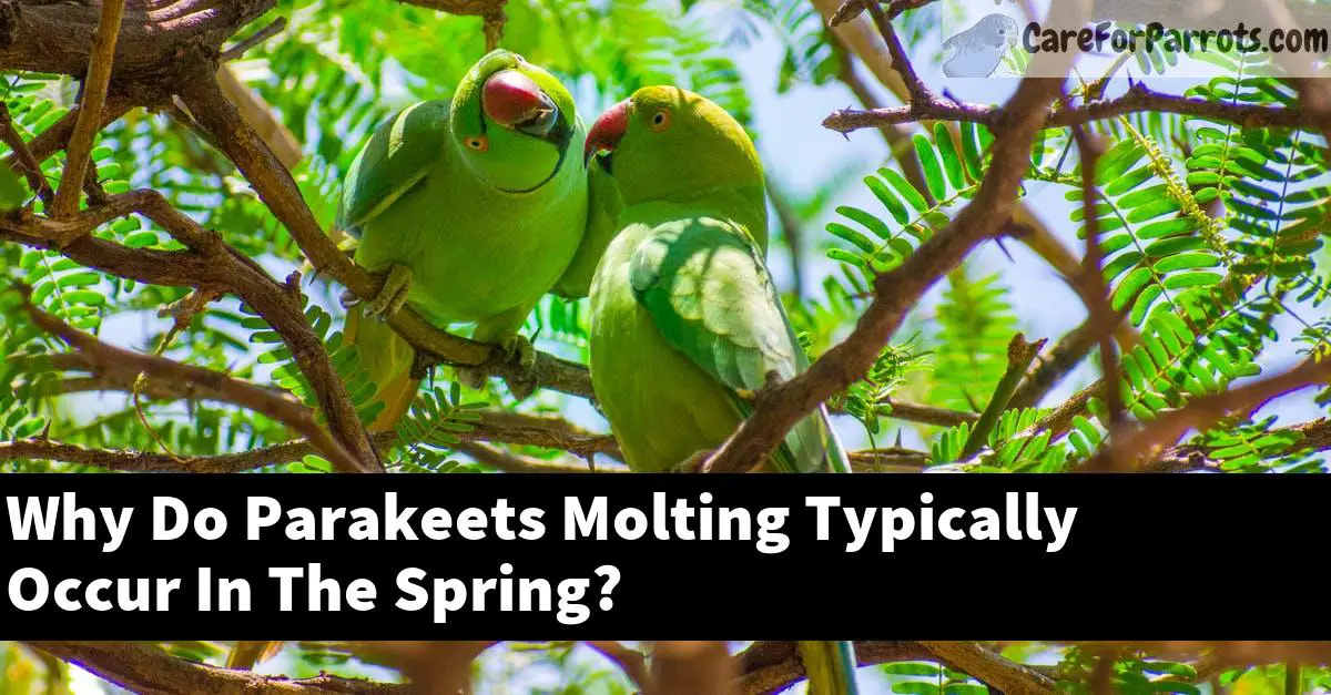 Why Do Parakeets Molting Typically Occur In The Spring?