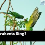 Why Do Parakeets Sing?