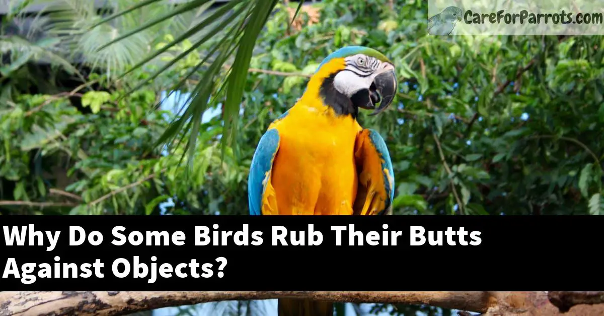 Why Do Some Birds Rub Their Butts Against Objects?