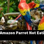 Why Is My Amazon Parrot Not Eating?