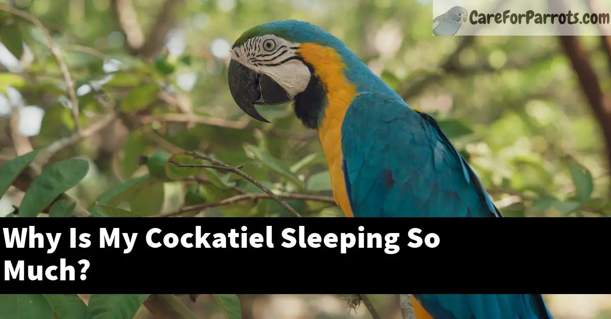 Why Is My Cockatiel Sleeping So Much?