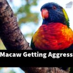 Why Is My Macaw Getting Aggressive?