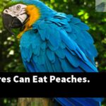 Yes, Conures Can Eat Peaches.