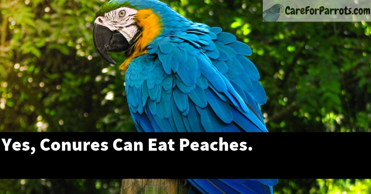Yes, Conures Can Eat Peaches.